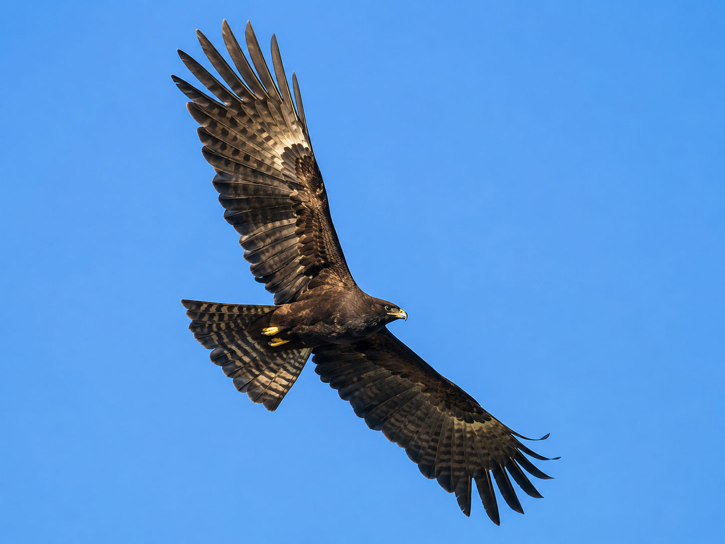 Black Eagle