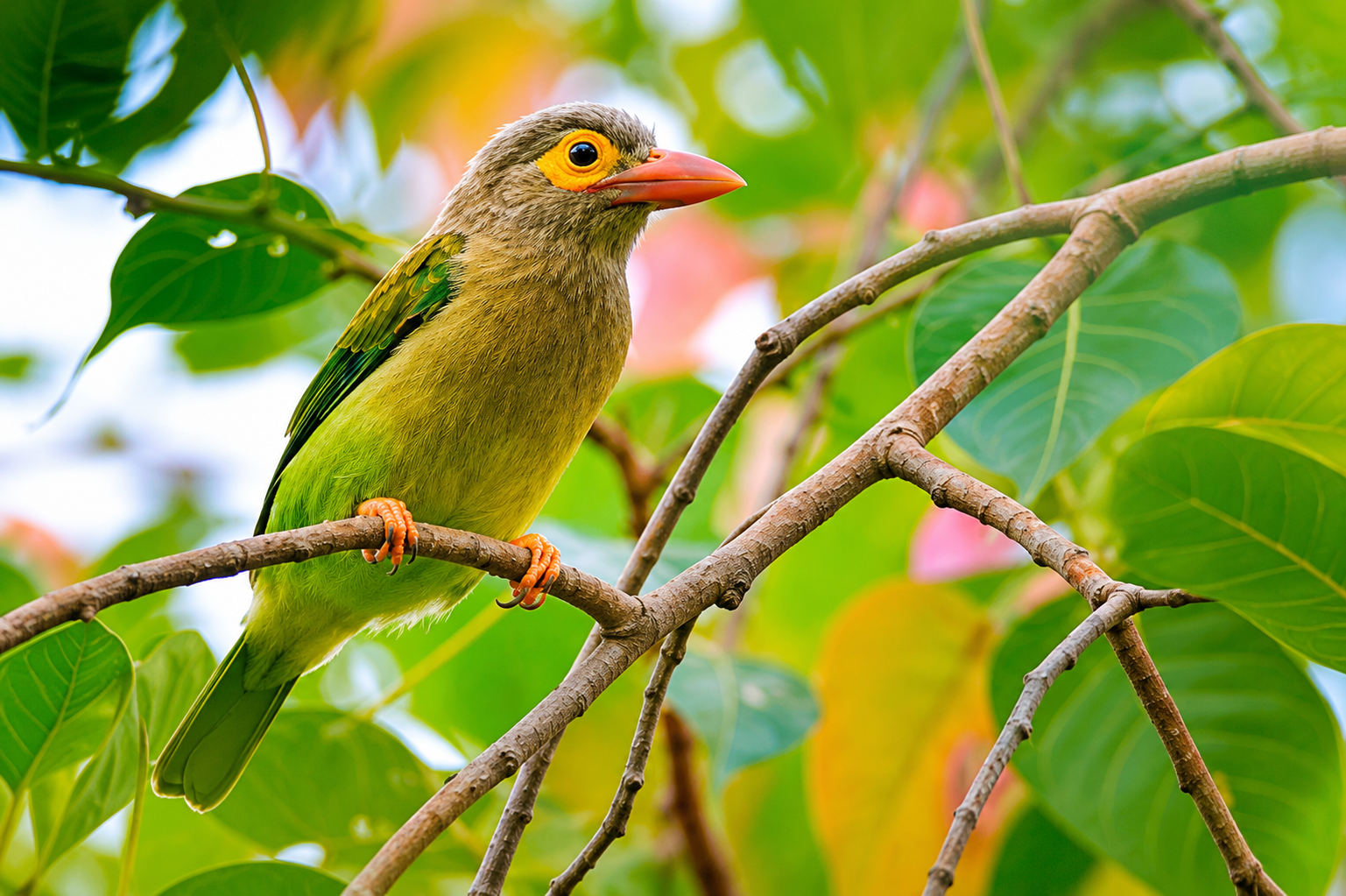 Brown-headed Barbet