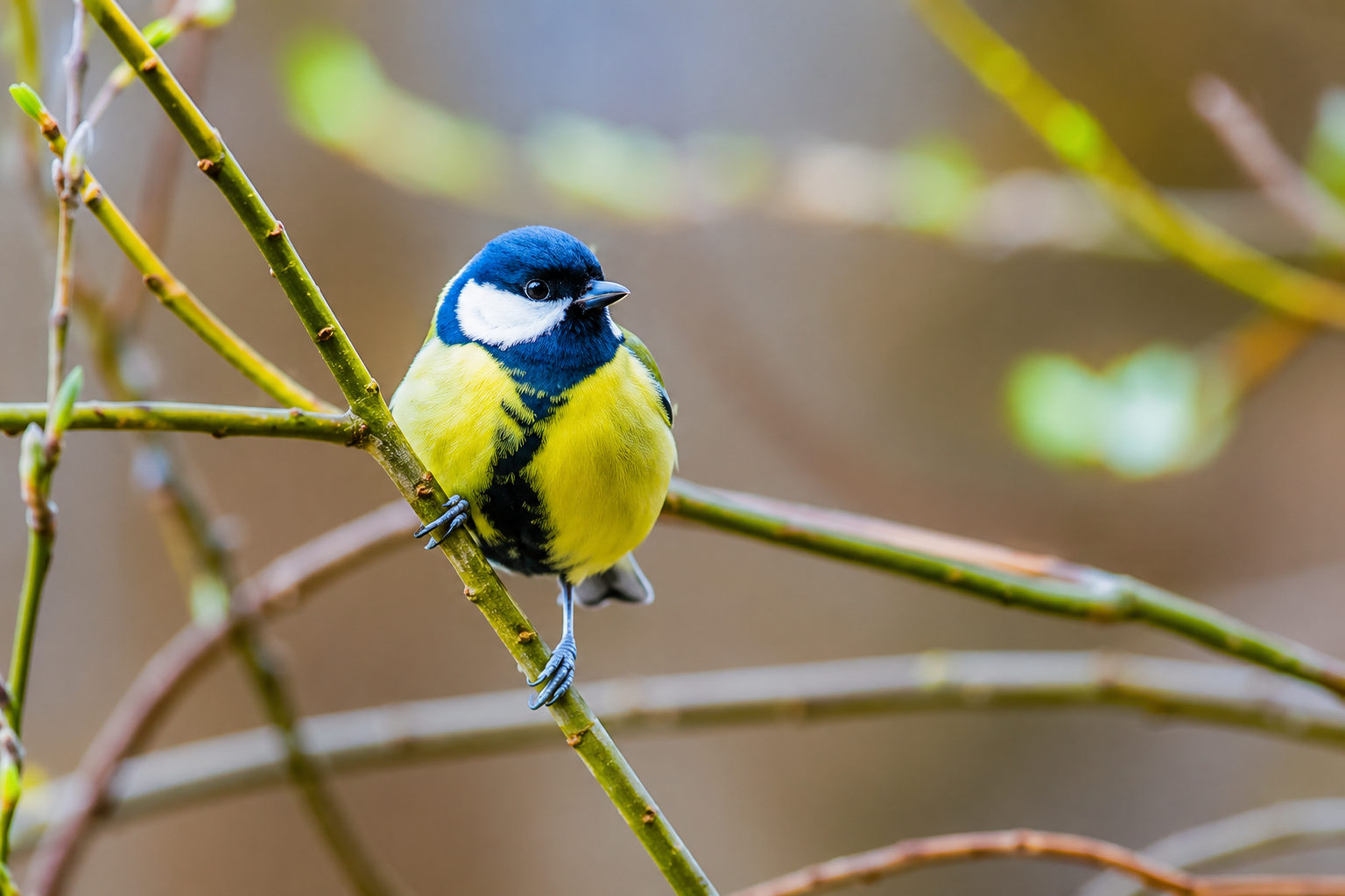 Great Tit