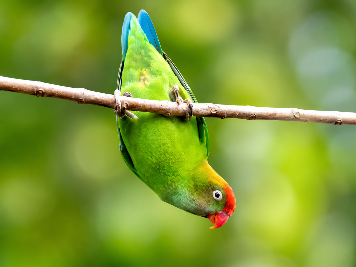 Sri Lanka Hanging Parrot
