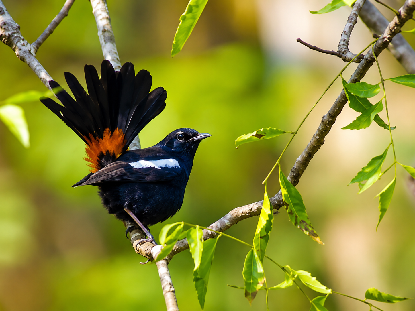 Indian Robin