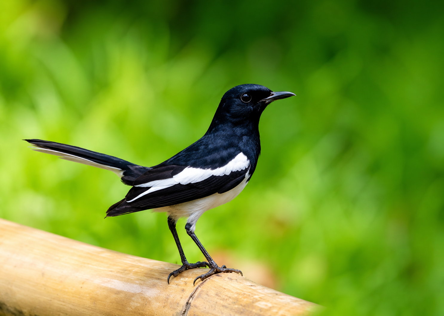 Oriental Magpie Robin
