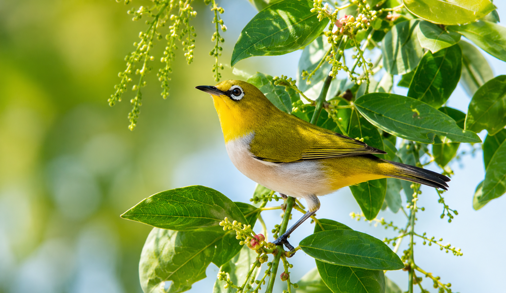 Oriental White-Eye