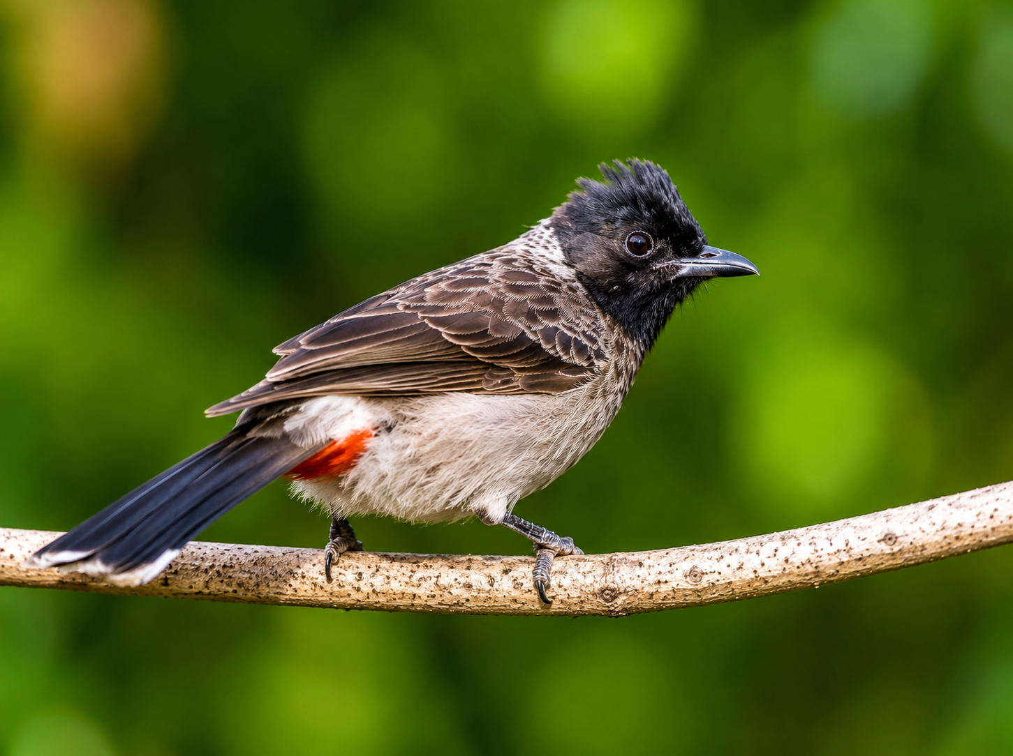 Red-vented Bulbul