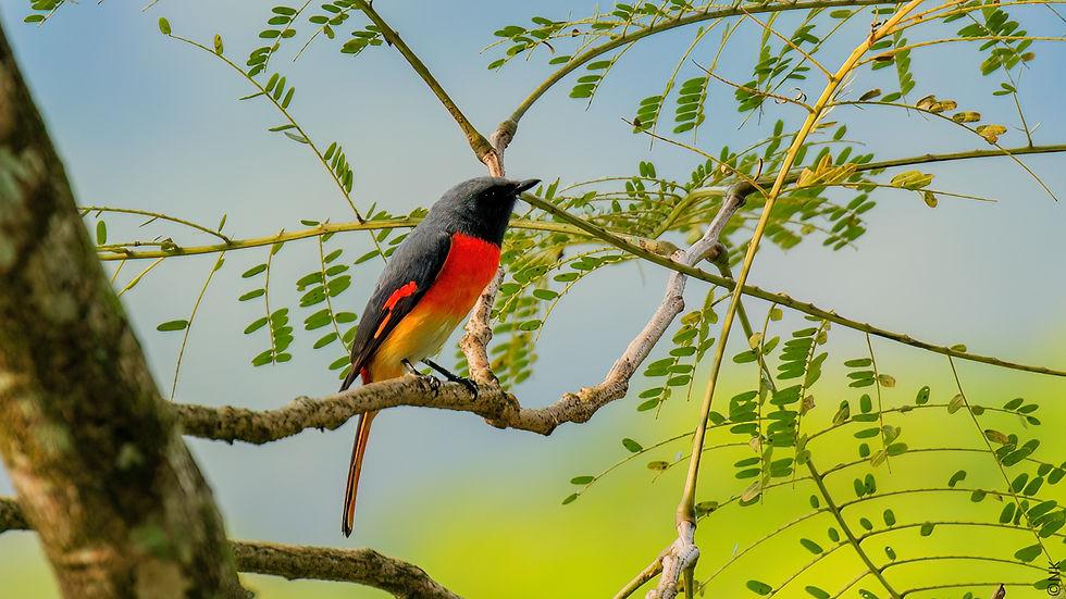 Scarlet Minivet