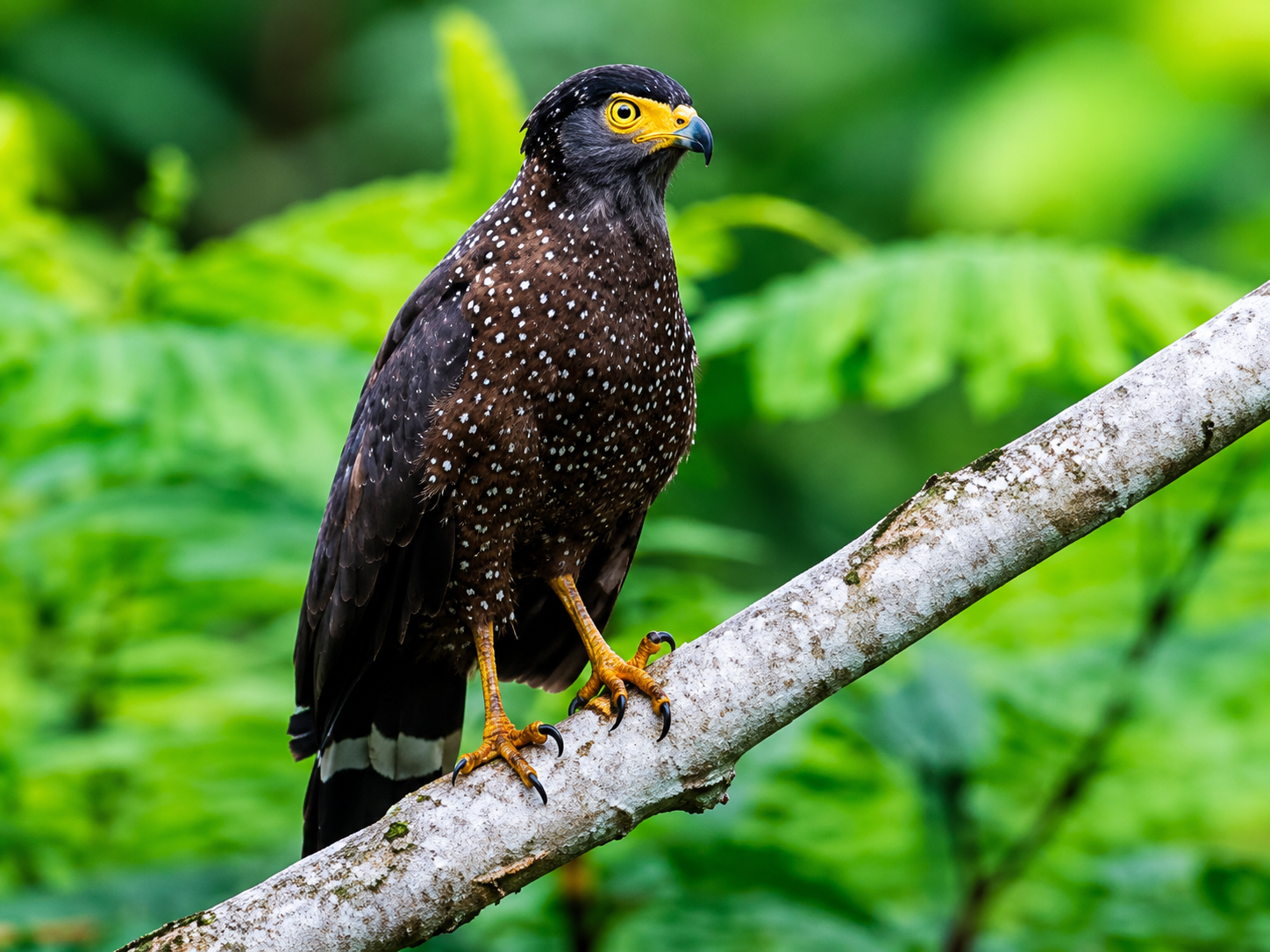 Serpent Eagle