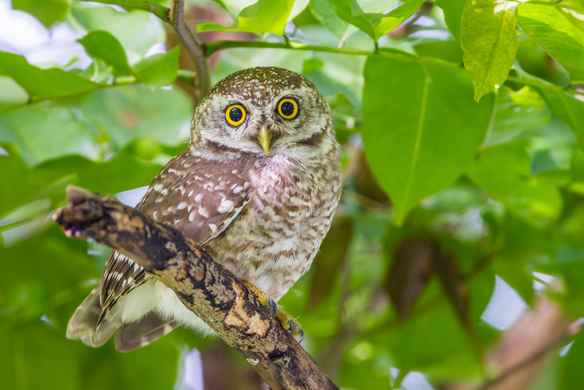 Spotted Owlet