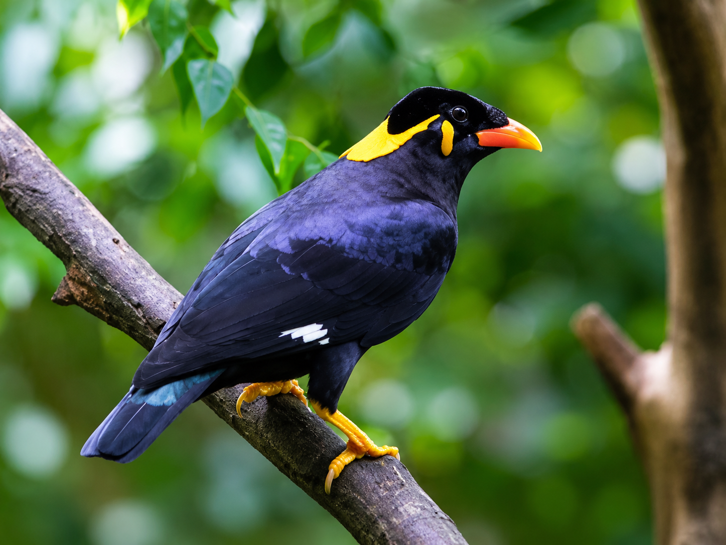 Sri Lanka Hill Myna