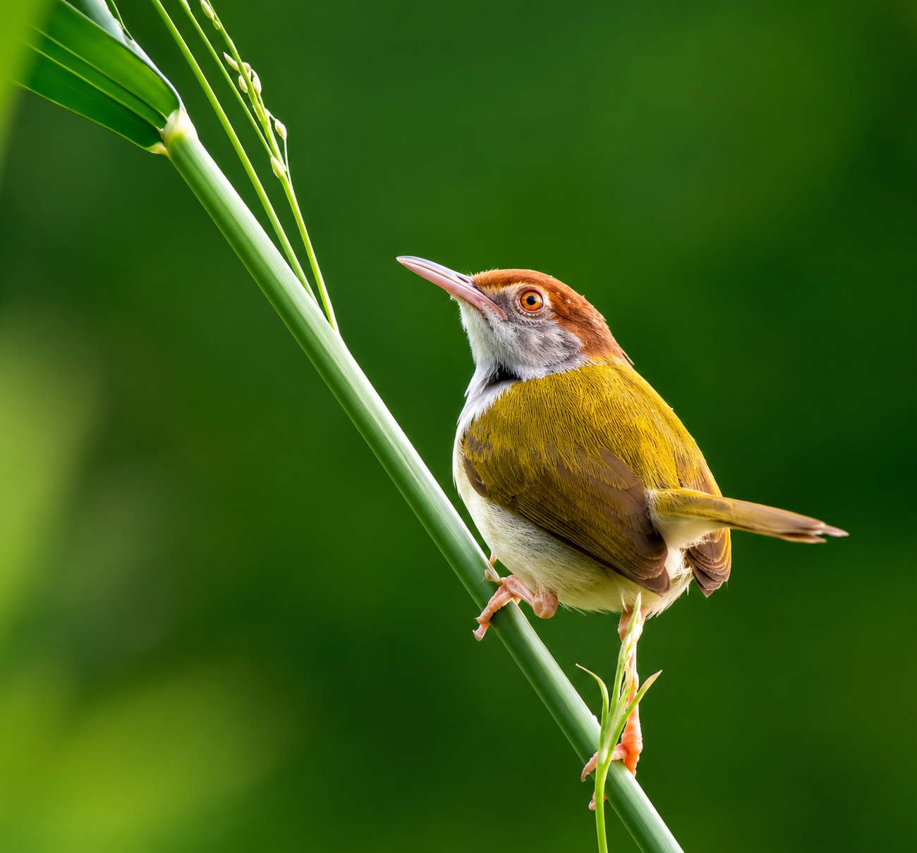 Tailor bird