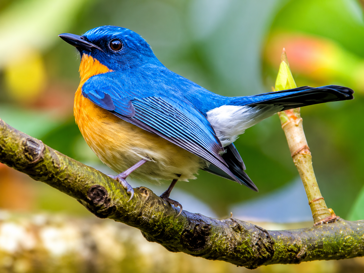 Tickell’s Blue Flycatcher