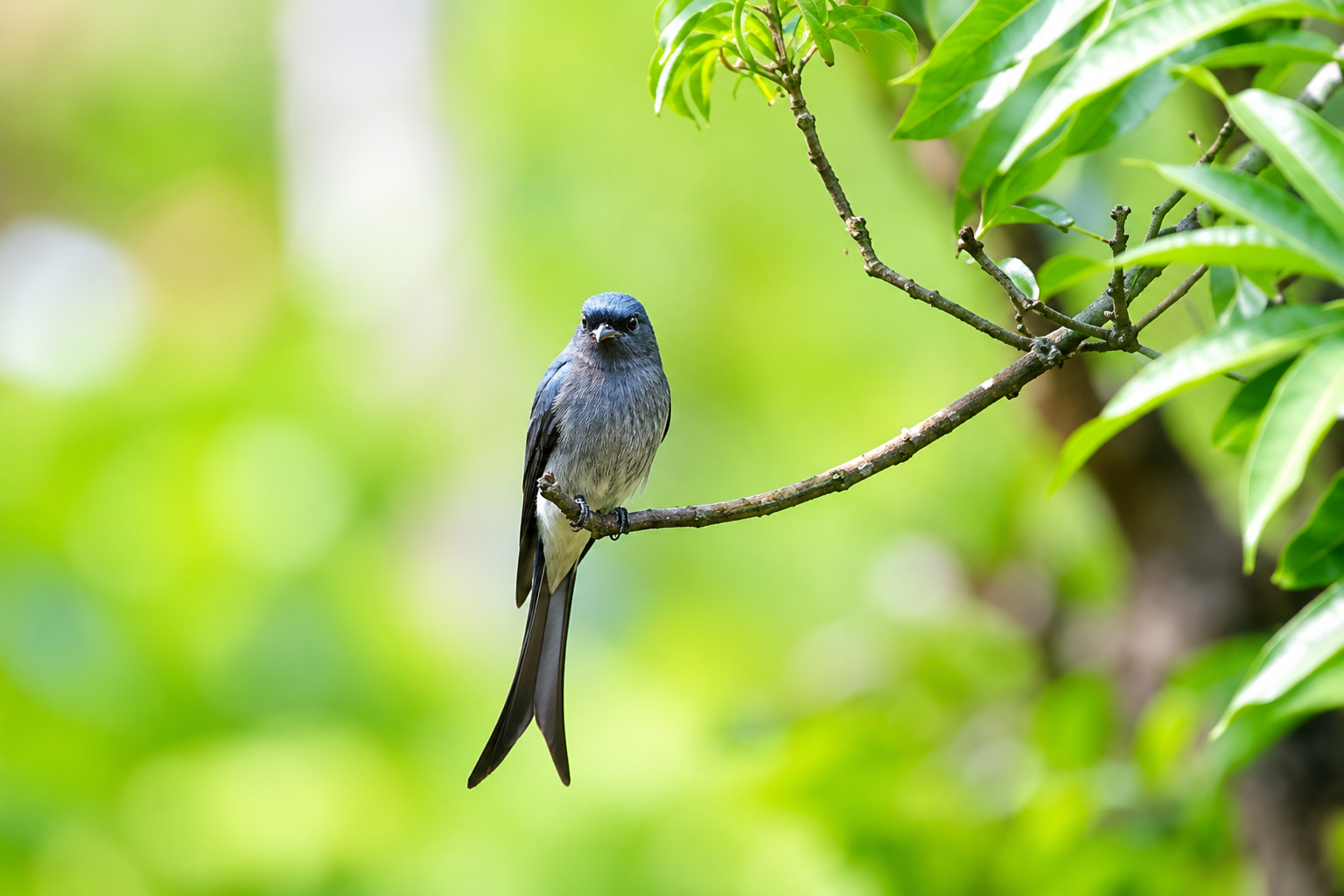 White-bellied Drongo