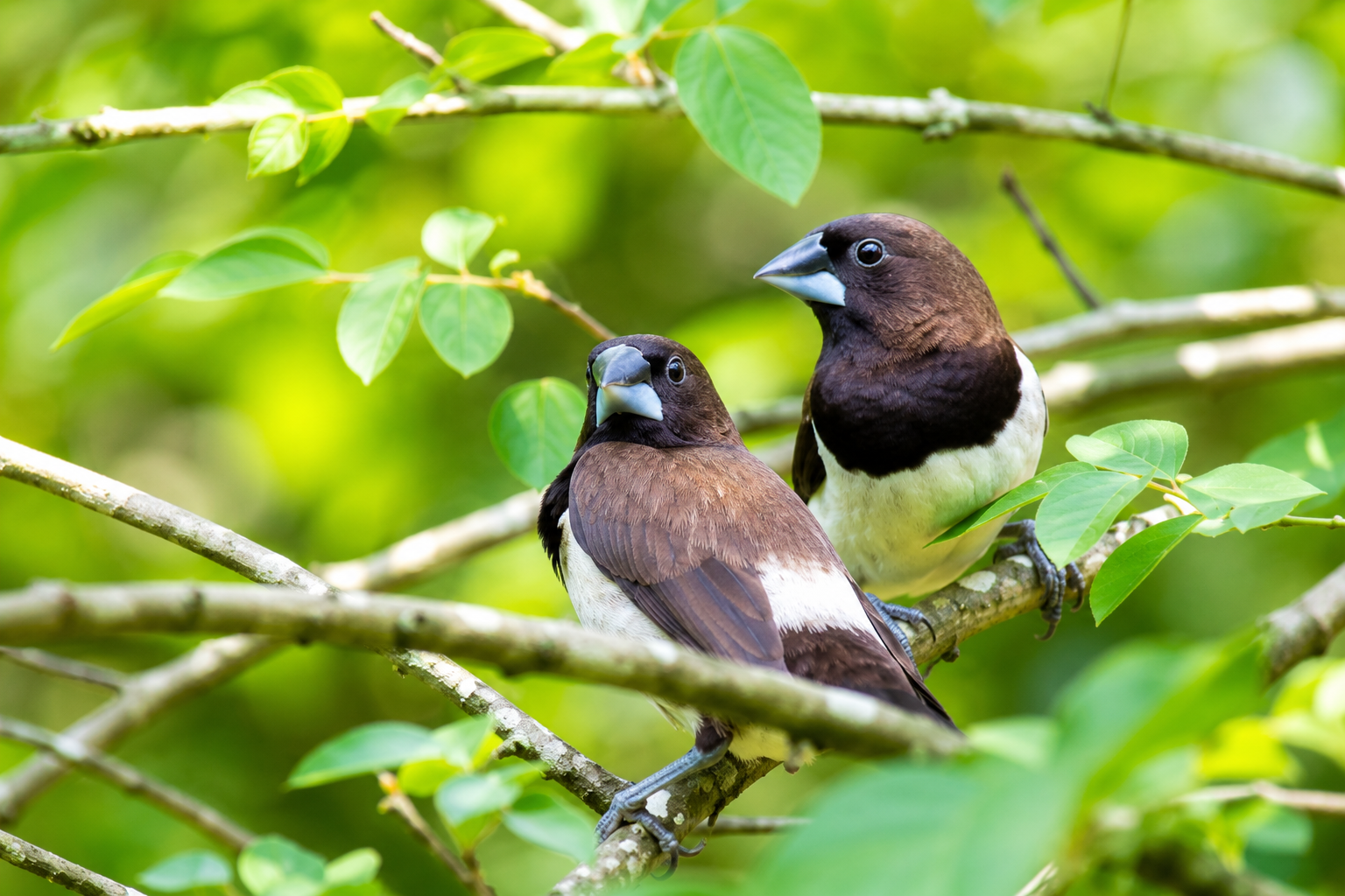 White-rumped Munia