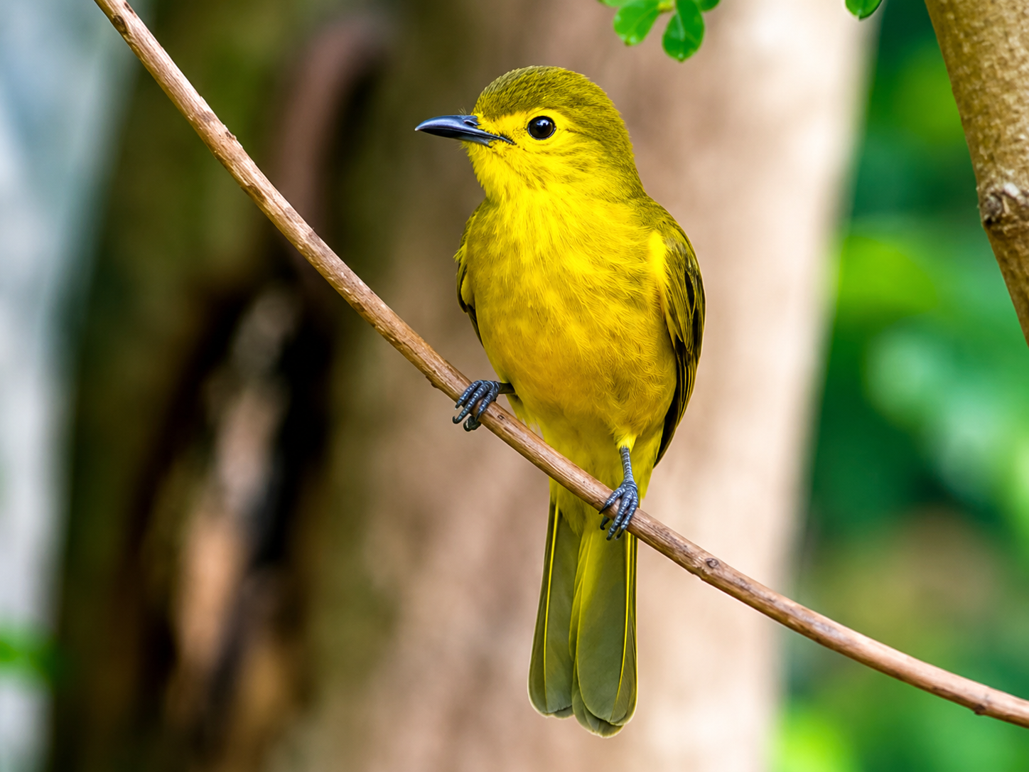 Yellow-browed Bulbul